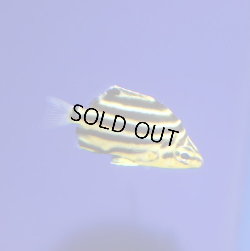 画像1: カゴカキダイ (1)