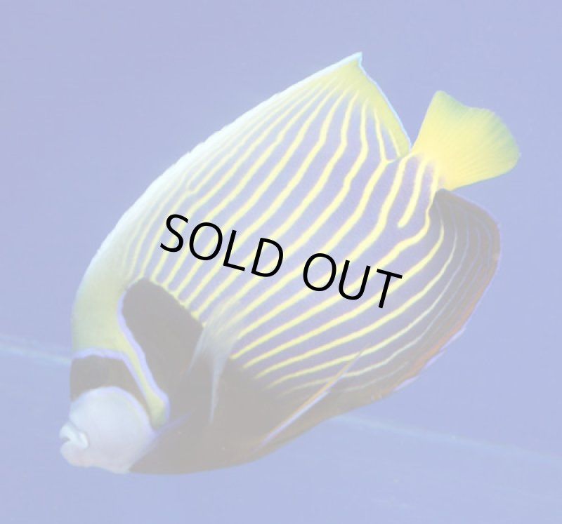 画像2: タテジマキンチャクダイ (2)