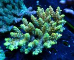 画像1: Acropora (1)