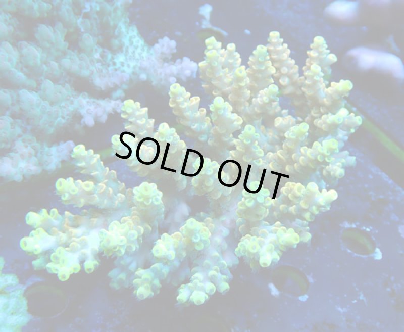 画像1: Acropora (1)