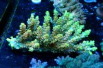 画像2: Acropora (2)