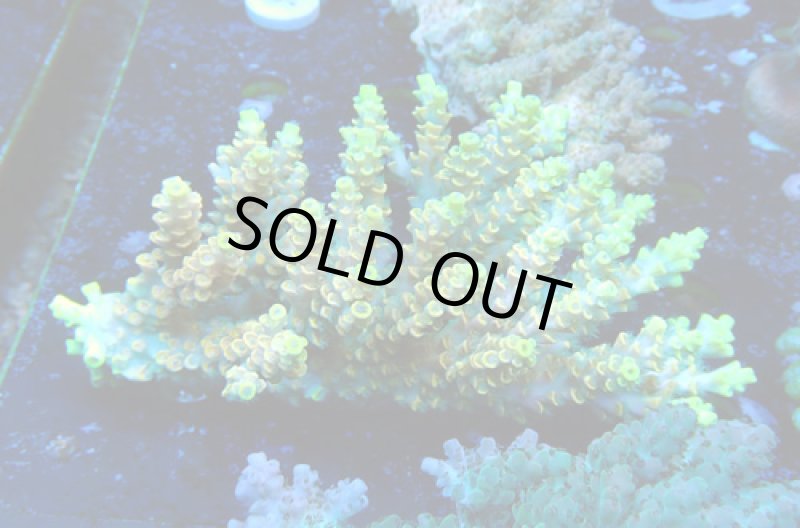 画像2: Acropora (2)
