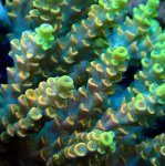 画像3: Acropora (3)