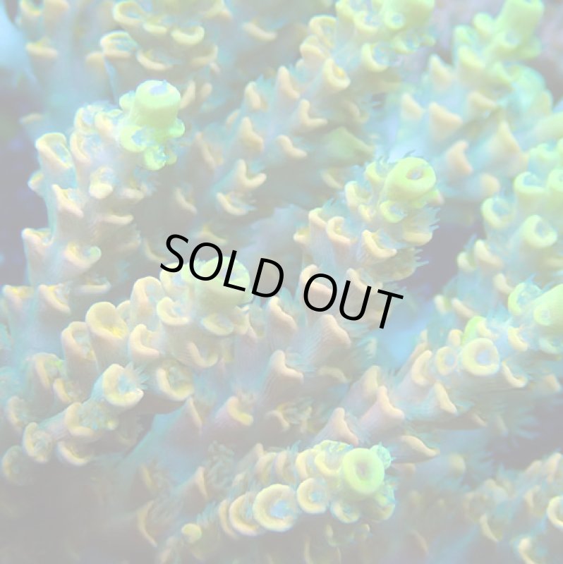 画像3: Acropora (3)