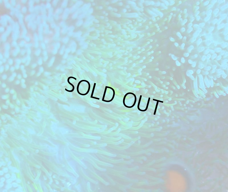 画像2: ハタゴイソギンチャク (2)