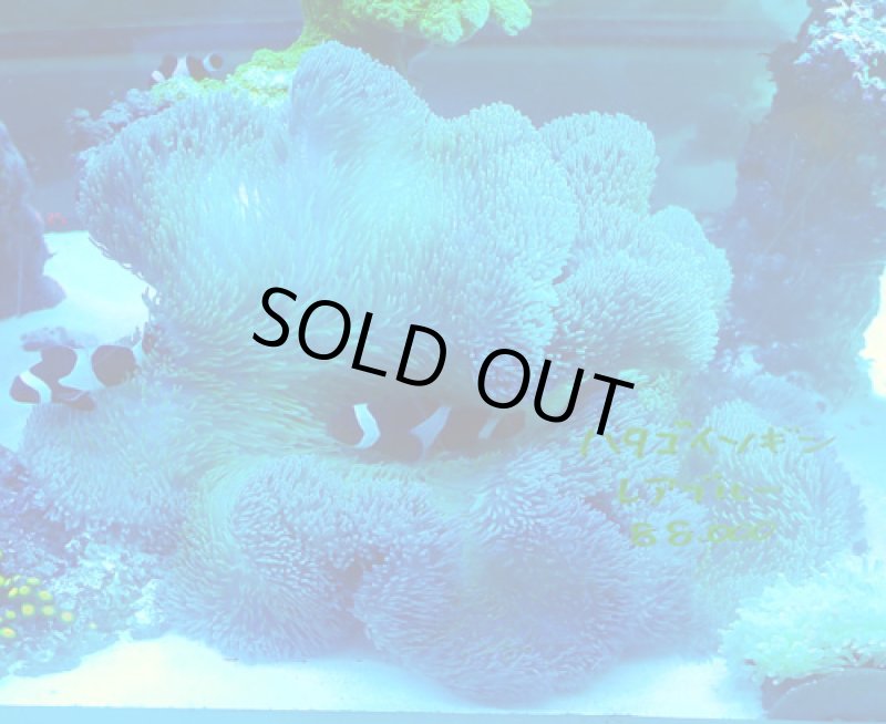 画像3: ハタゴイソギンチャク (3)