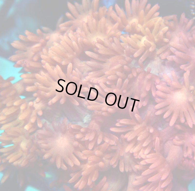 画像2: ハナガササンゴ　 (2)