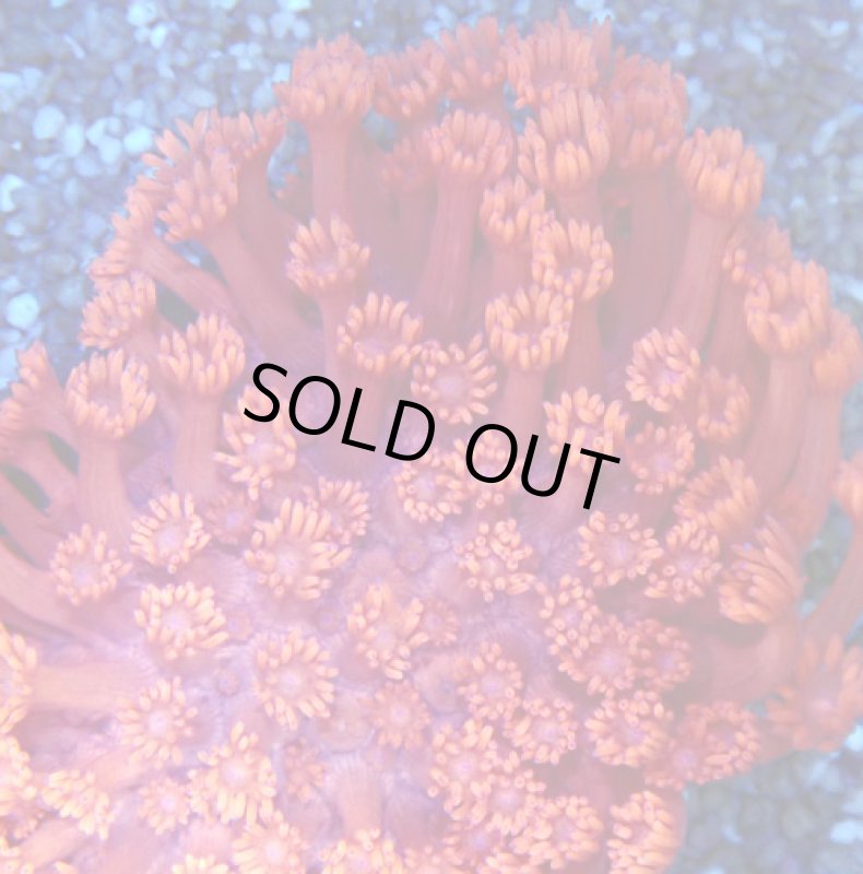 画像2: ハナガササンゴ　 (2)