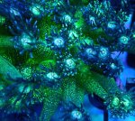 画像2: ハナガササンゴ  (2)