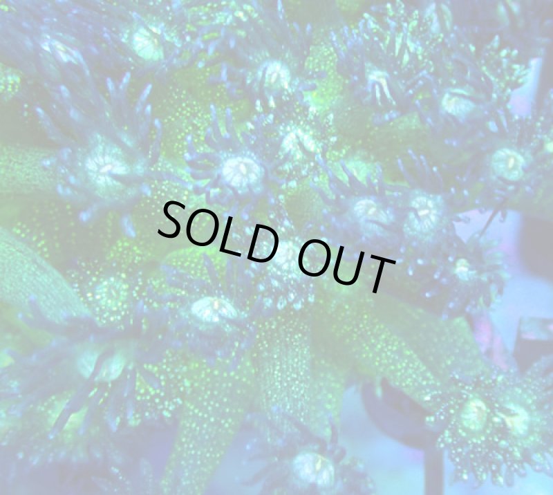 画像2: ハナガササンゴ  (2)