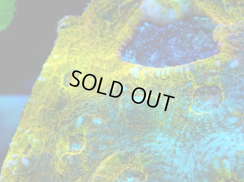 画像3: キッカサンゴ (3)