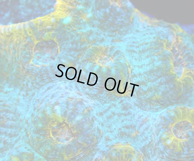 画像2: キッカサンゴ (2)