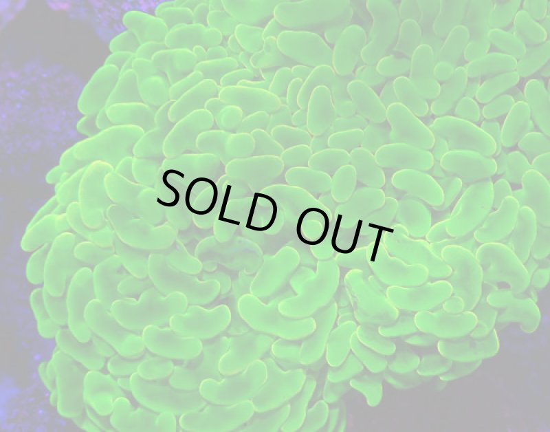 画像2: ナガレハナ (2)