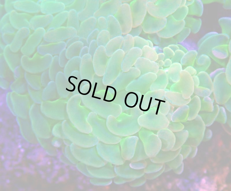 画像2: ナガレハナ (2)