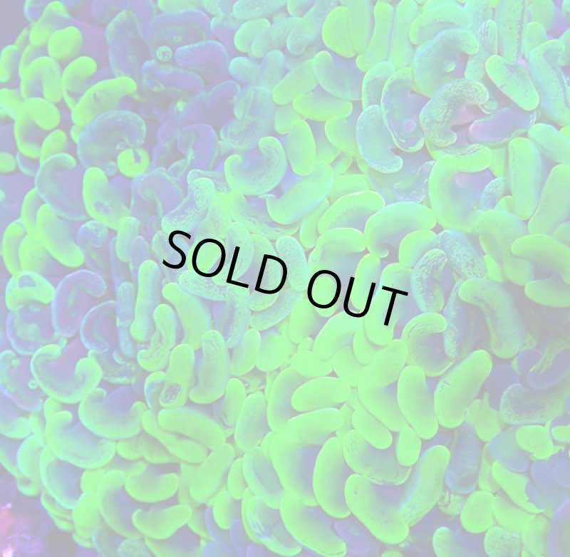 画像2: ナガレハナ (2)