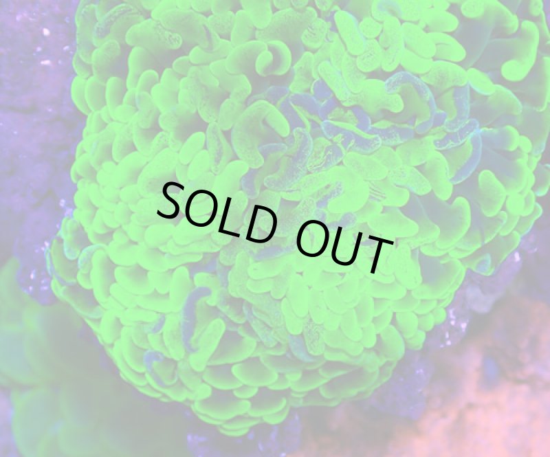 画像2: ナガレハナ (2)