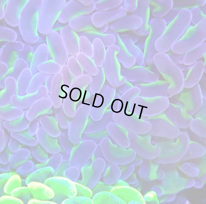 画像2: ナガレハナ (2)