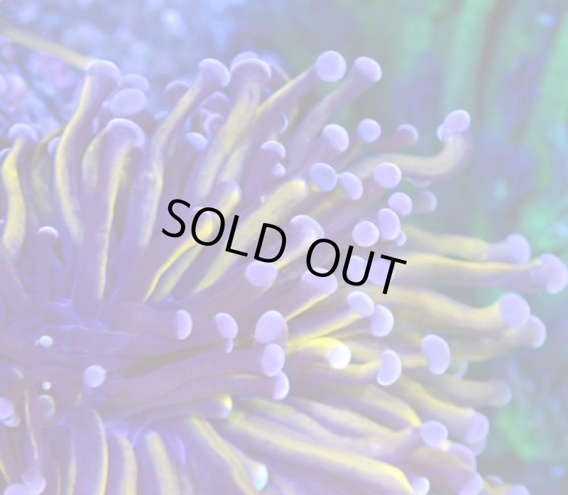 画像2: ハナサンゴ (2)