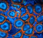 画像2: Zoa  (2)