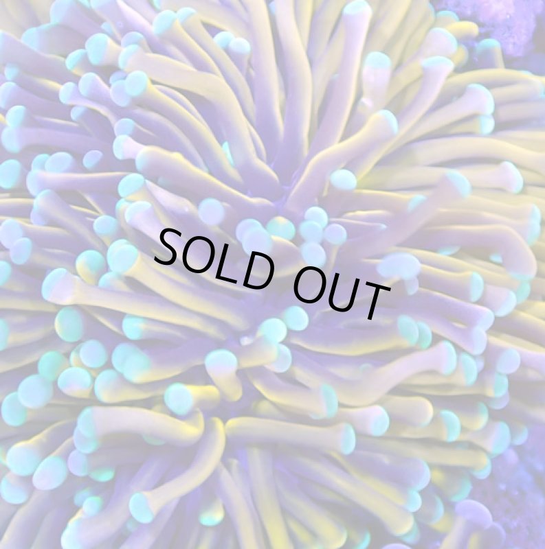 画像2: ハナサンゴ (2)