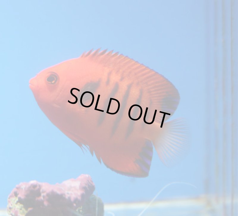 画像2: フレームエンゼル  (2)