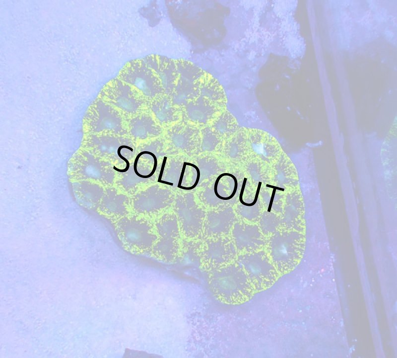 画像1: キクメイシ (1)