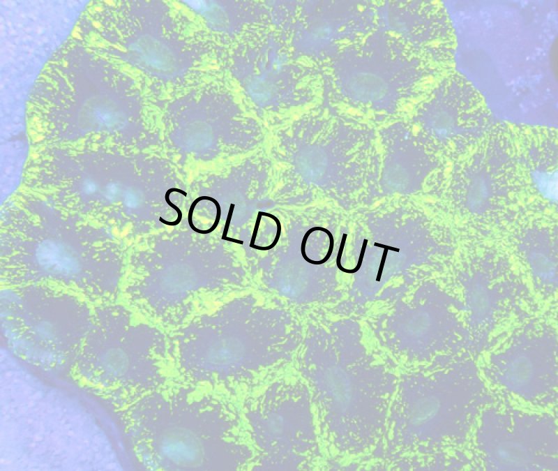 画像2: キクメイシ (2)