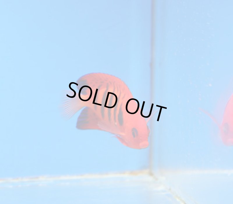 画像2: フレームエンゼル  (2)