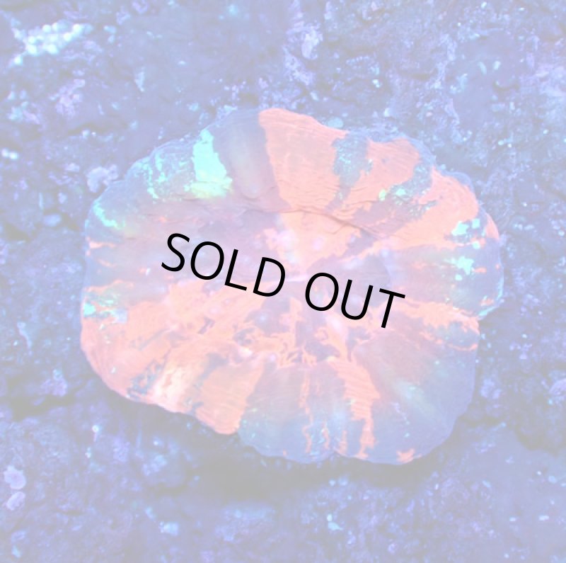 画像1: スコリミア (1)