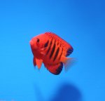 画像1: フレームエンゼル　 (1)