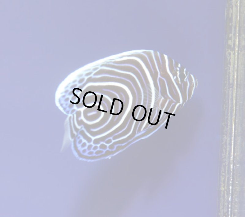 画像1: ウズマキ (1)