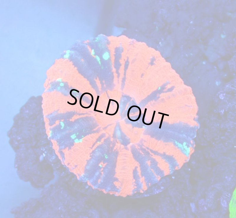 画像1: スコリミア (1)