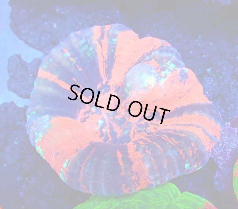 画像1: スコリミア (1)