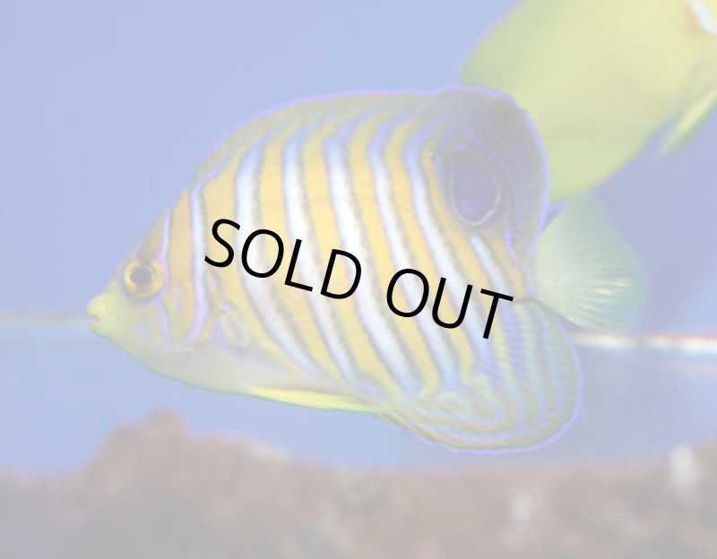 画像2: ニシキヤッコ (2)