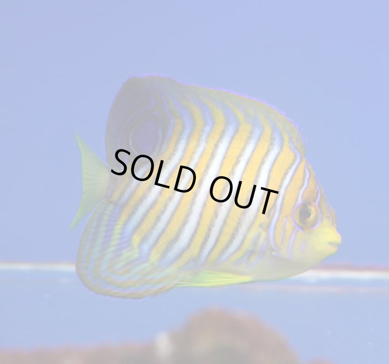 画像1: ニシキヤッコ (1)