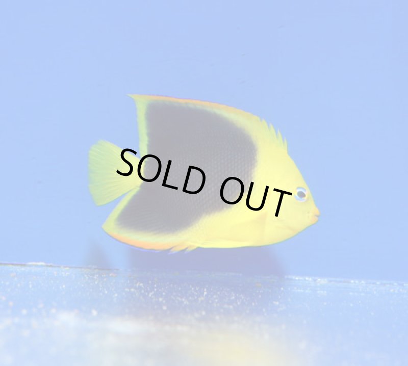 画像1: ロックビューティー (1)