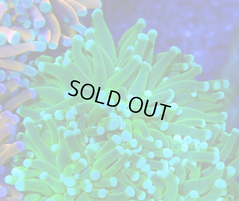 画像2: ハナサンゴ (2)