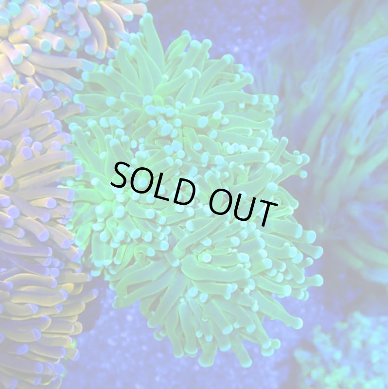 画像1: ハナサンゴ (1)