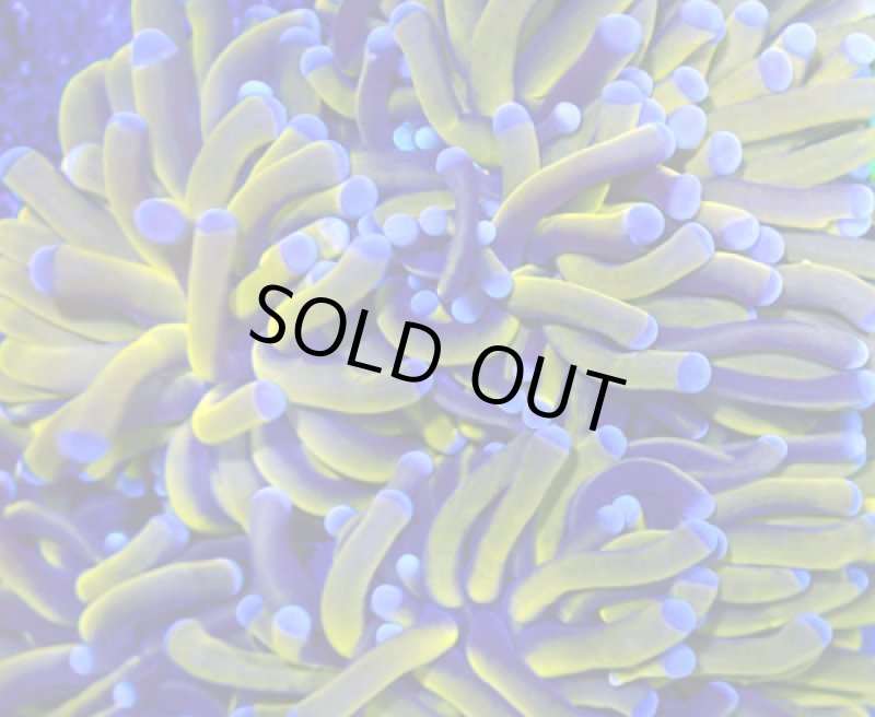 画像2: ハナサンゴ (2)