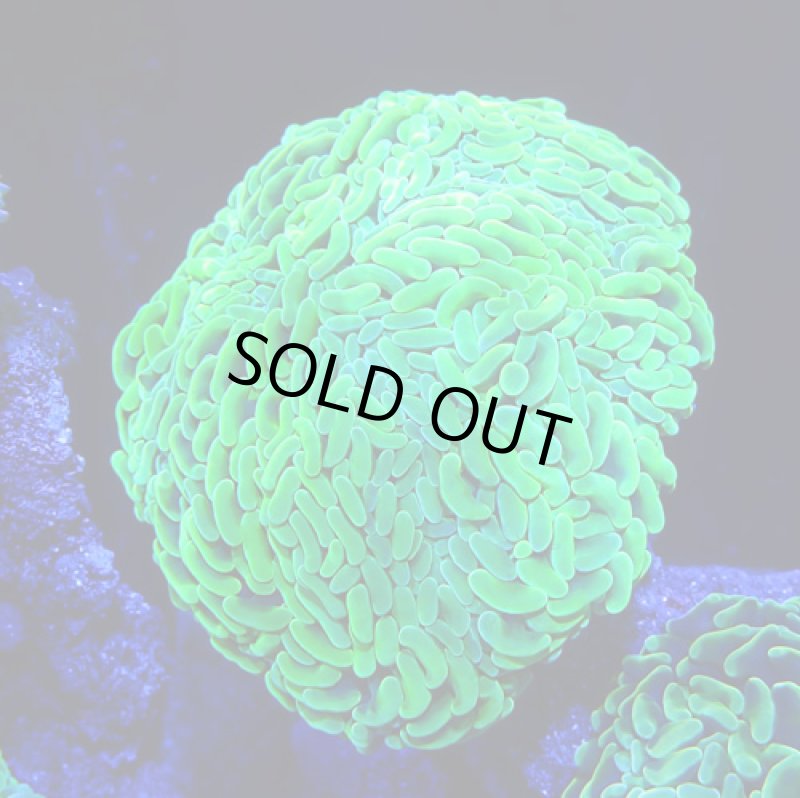 画像1: ナガレハナ (1)