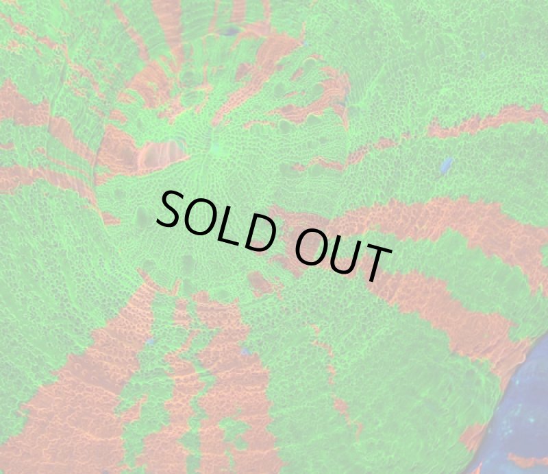 画像2: スコリミア (2)