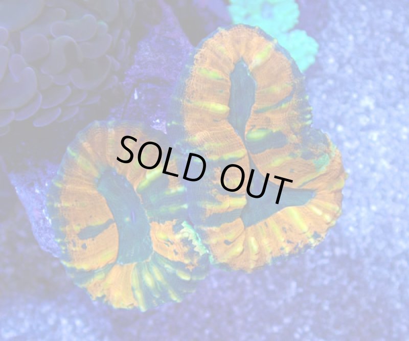 画像1: ハナガタ (1)