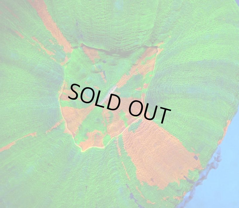 画像2: スコリミア (2)