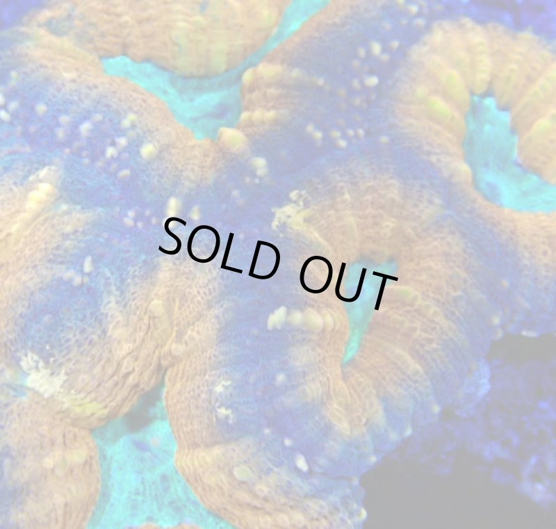 画像2: ハナガタ (2)