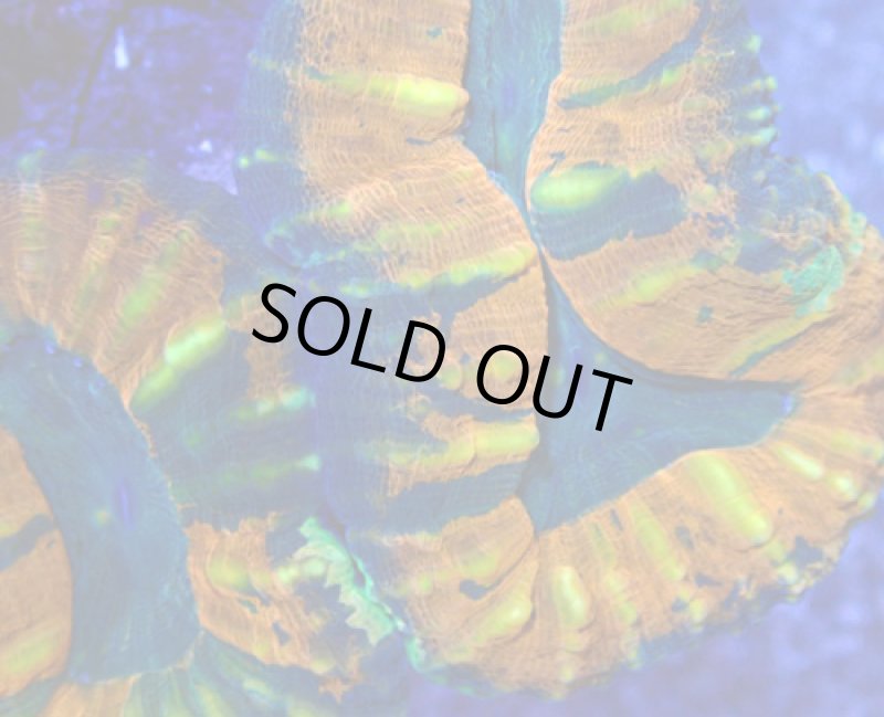 画像2: ハナガタ (2)