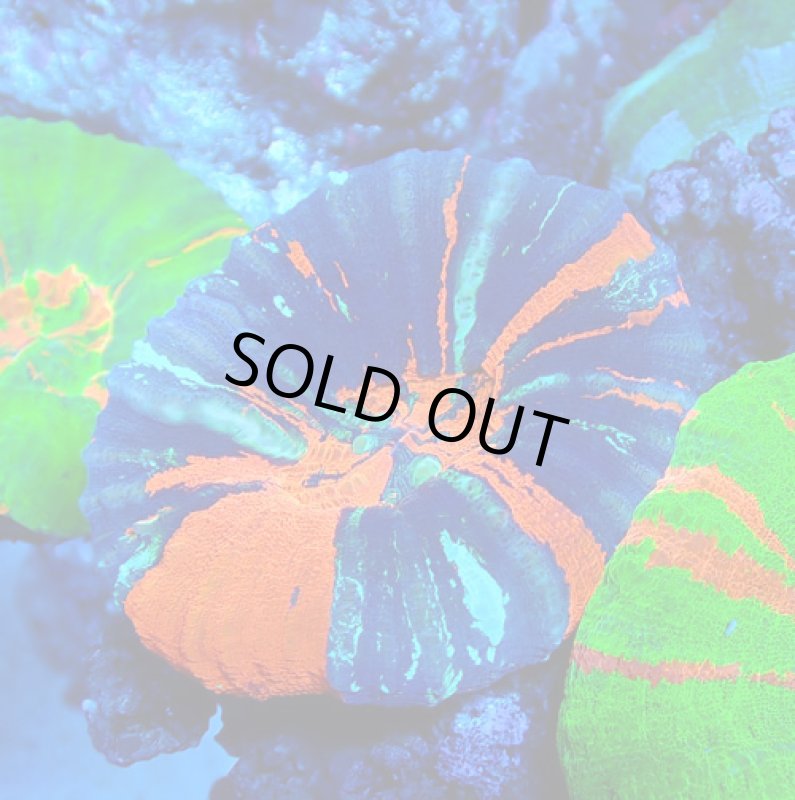 画像1: スコリミア (1)