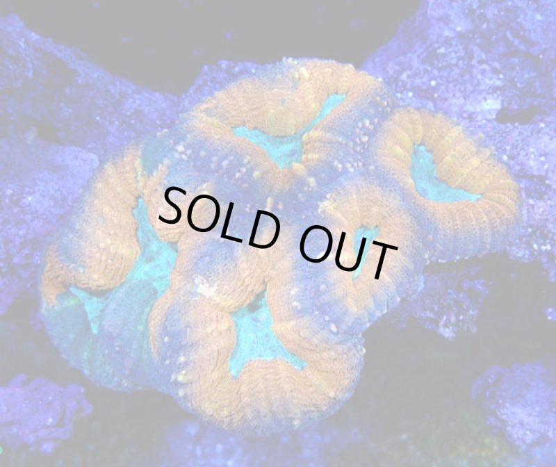 画像1: ハナガタ (1)