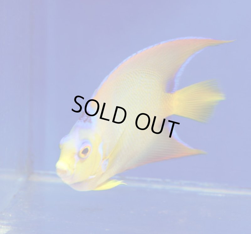 画像3: クィーンエンゼル (3)