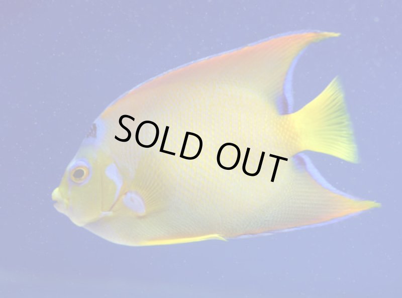 画像2: クィーンエンゼル (2)