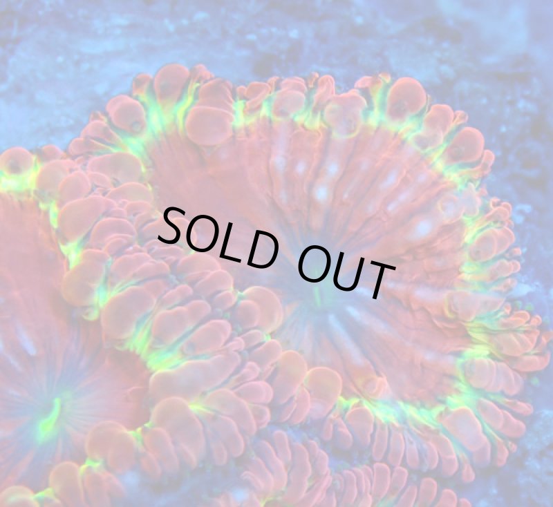 画像2: オオタバサンゴ (2)